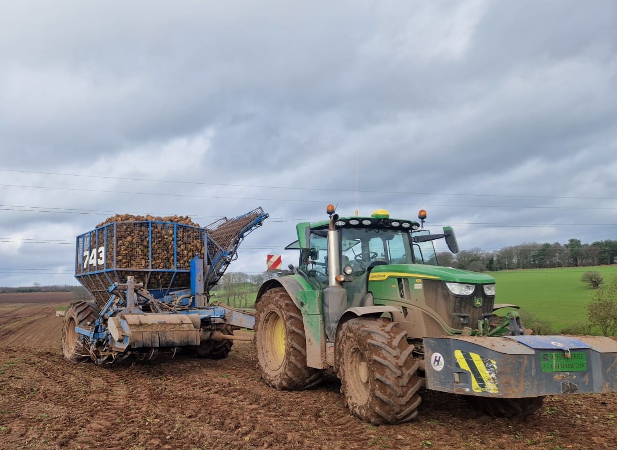 Beet harvesting