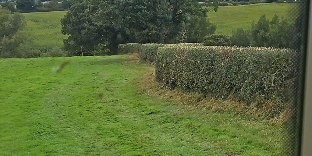 Hedge cutting